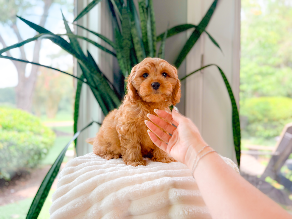 Cute Cavalier King Charles Spaniel and Poodle Mix Poodle Mix Puppy