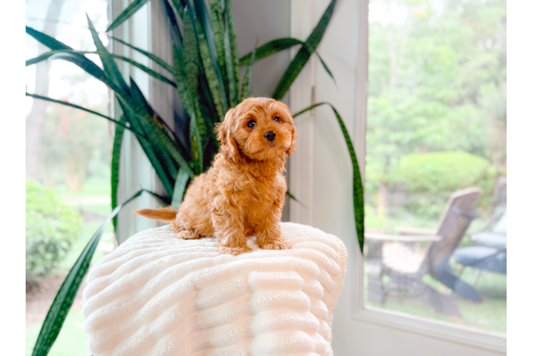 Cavapoo Puppy for Adoption
