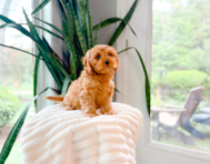 10 week old Cavapoo Puppy For Sale - Simply Southern Pups