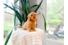 Cavapoo Puppy for Adoption