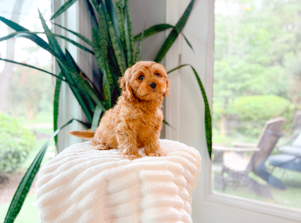 Cavapoo Puppy for Adoption