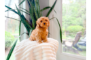 Cute Cavapoo Poodle Mix Pup