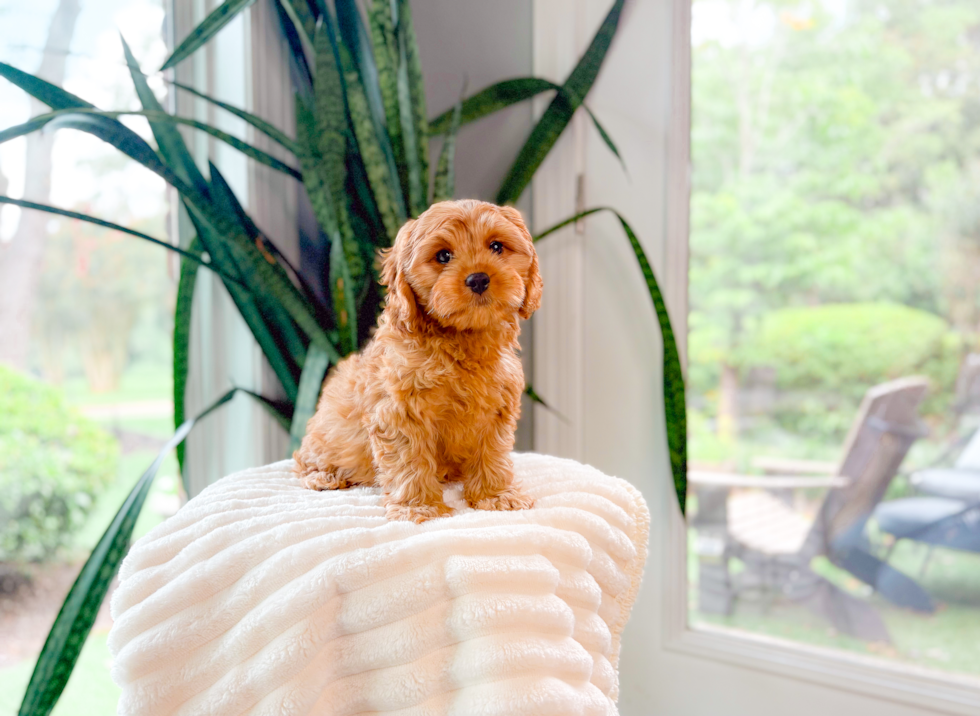 Cute Cavapoo Poodle Mix Pup