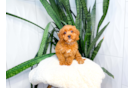 Cute Cavoodle Poodle Mix Puppy