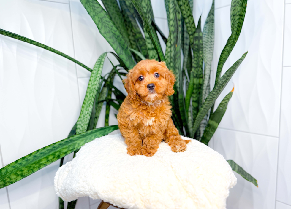 Cute Cavoodle Poodle Mix Puppy