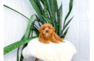 Cavapoo Puppy for Adoption