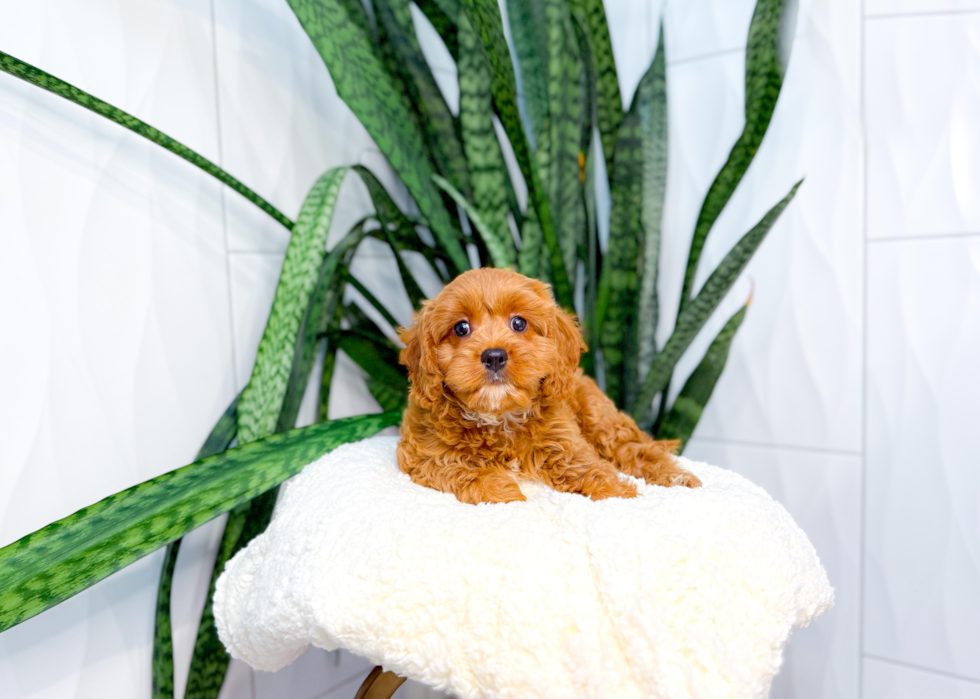Cavapoo Puppy for Adoption