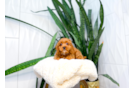 Cavapoo Puppy for Adoption