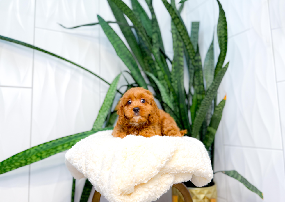 Cavapoo Puppy for Adoption