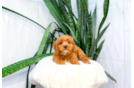 Cute Cavalier King Charles Spaniel and Poodle Mix Poodle Mix Puppy
