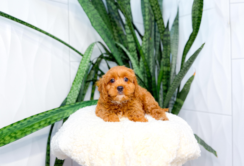 Cute Cavalier King Charles Spaniel and Poodle Mix Poodle Mix Puppy