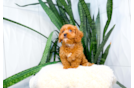 Cute Cavapoo Poodle Mix Pup