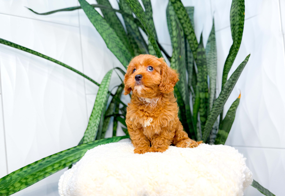 Cute Cavapoo Poodle Mix Pup