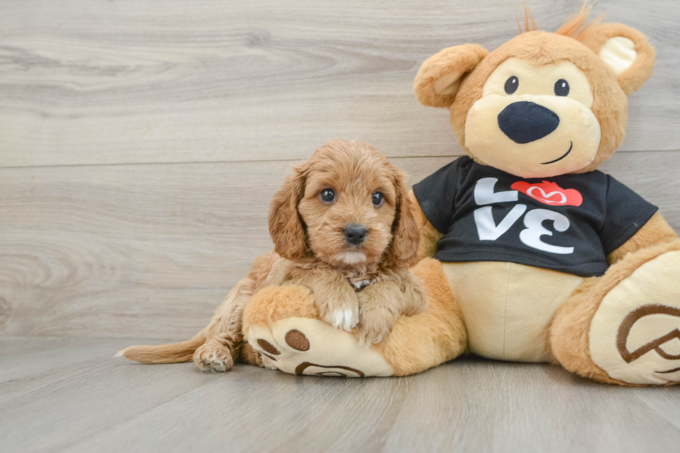 Playful Cavapoodle Poodle Mix Puppy