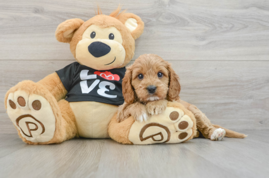 Energetic Cavoodle Poodle Mix Puppy