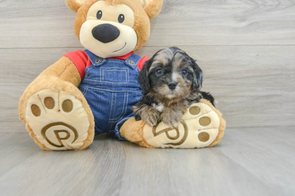 6 week old Cavapoo Puppy For Sale - Simply Southern Pups