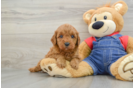 Fluffy Cavapoo Poodle Mix Pup