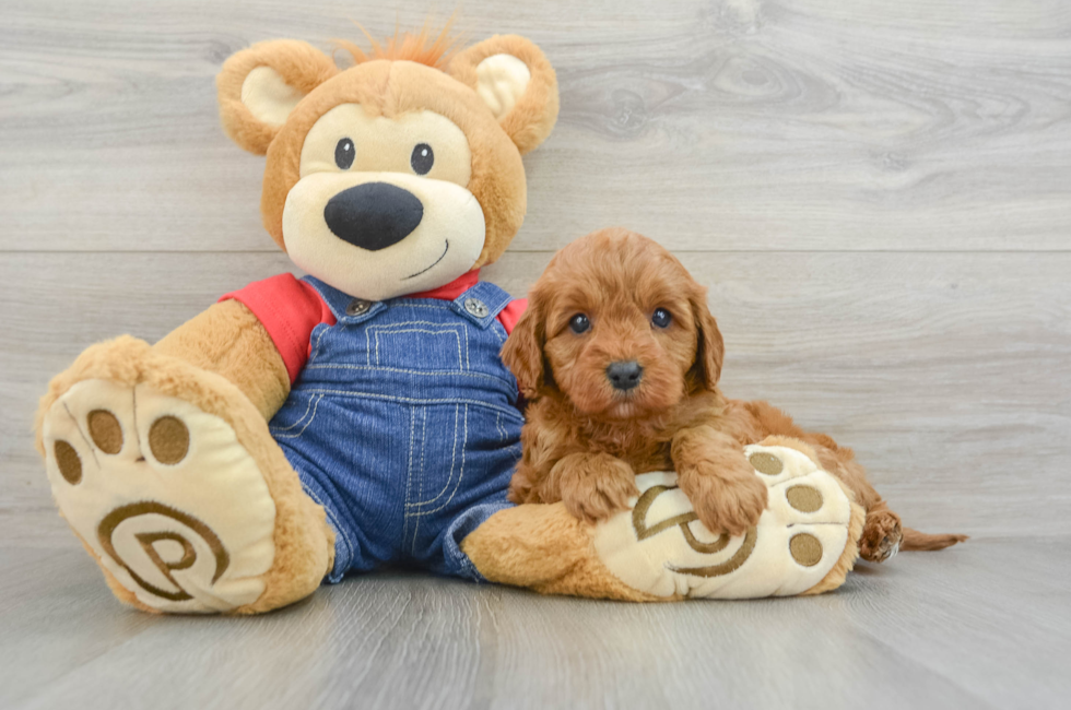 6 week old Cavapoo Puppy For Sale - Simply Southern Pups