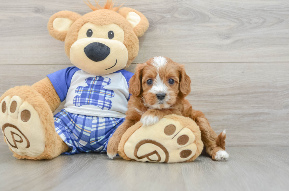 5 week old Cavapoo Puppy For Sale - Simply Southern Pups