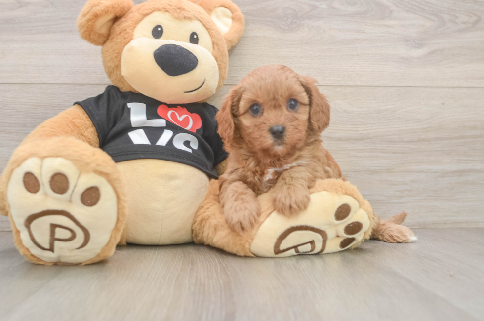 6 week old Cavapoo Puppy For Sale - Simply Southern Pups