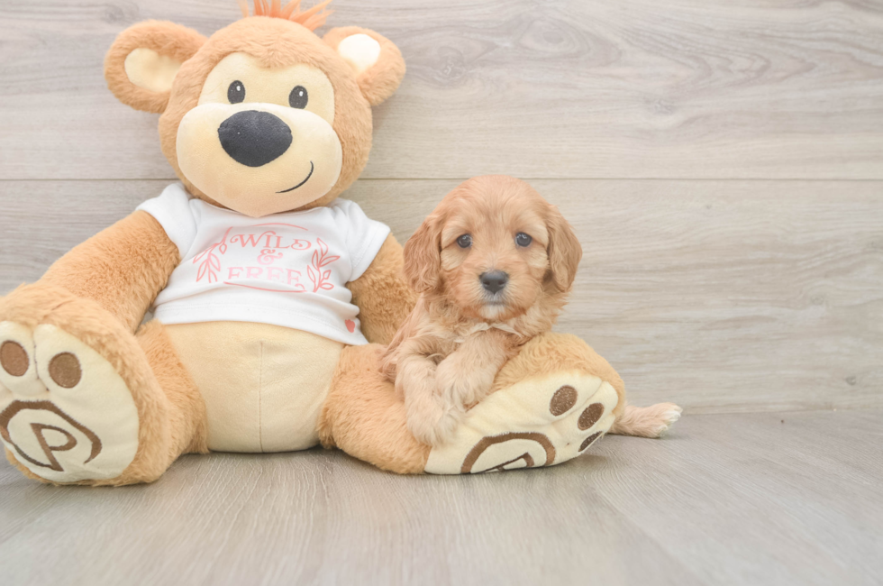 5 week old Cavapoo Puppy For Sale - Simply Southern Pups