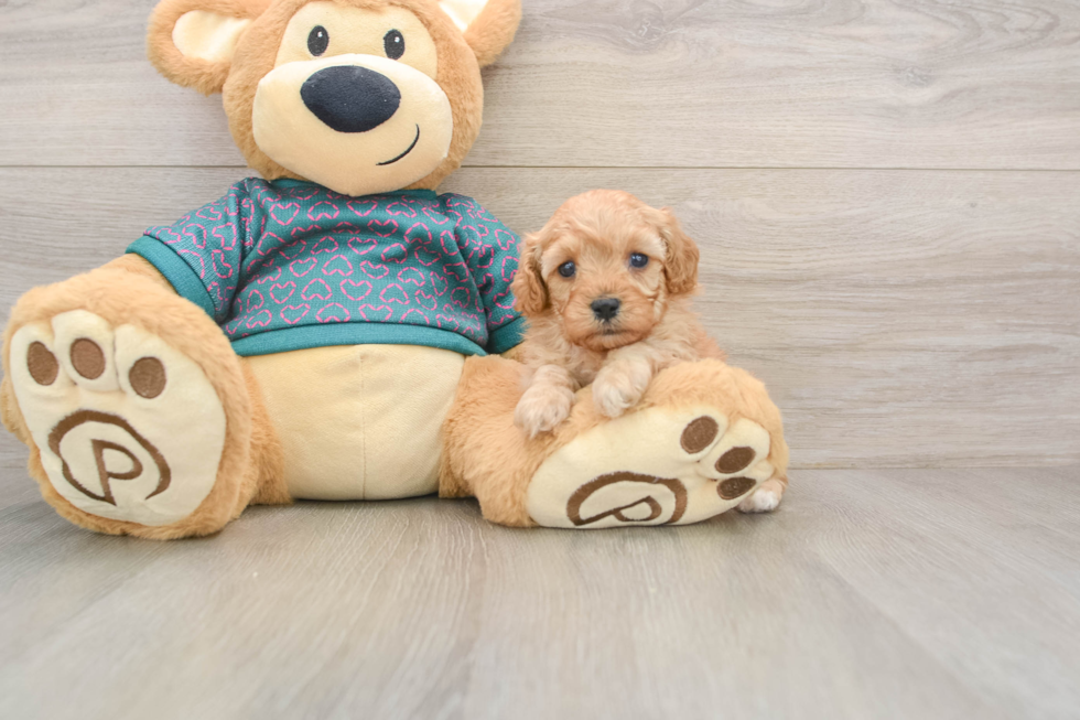 Cavapoo Puppy for Adoption