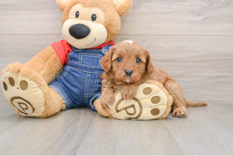 Cavapoo Puppy for Adoption