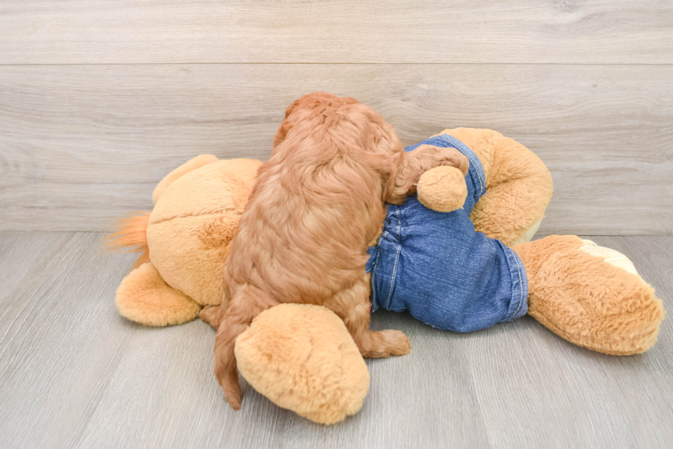 Hypoallergenic Cavadoodle Poodle Mix Puppy