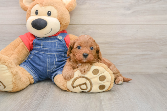 Funny Cavapoo Poodle Mix Pup