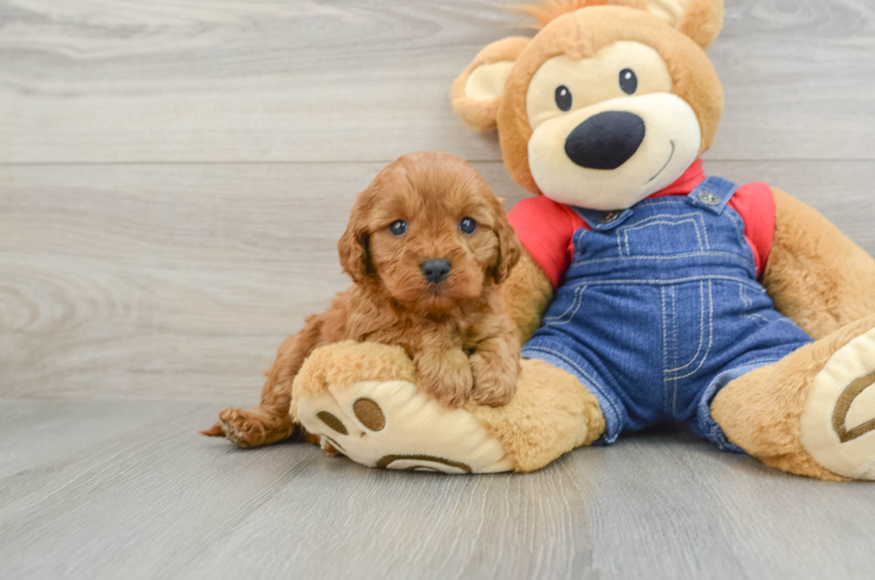 6 week old Cavapoo Puppy For Sale - Simply Southern Pups