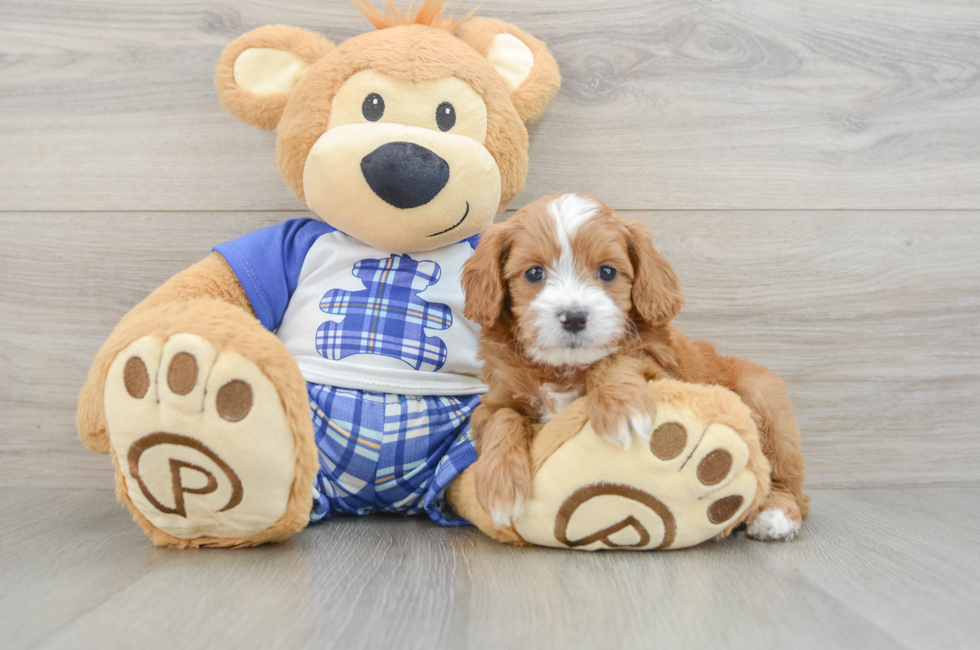 6 week old Cavapoo Puppy For Sale - Simply Southern Pups