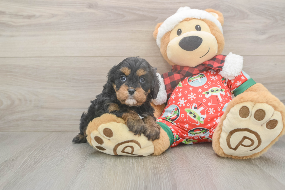 Cavapoo Pup Being Cute