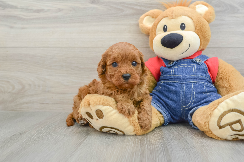 6 week old Cavapoo Puppy For Sale - Simply Southern Pups