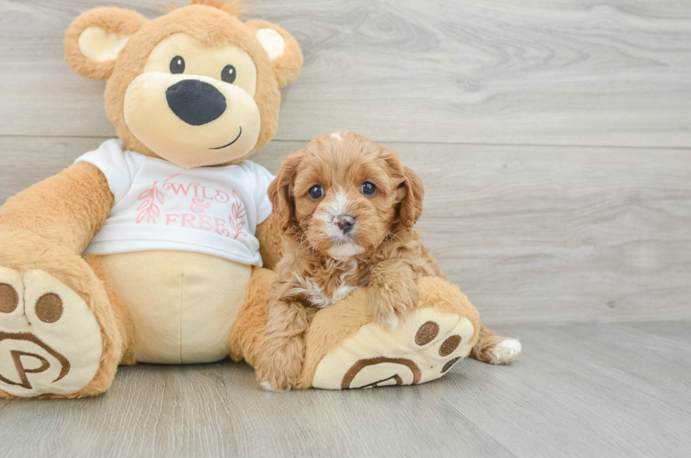7 week old Cavapoo Puppy For Sale - Simply Southern Pups