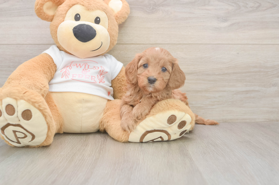 5 week old Cavapoo Puppy For Sale - Simply Southern Pups