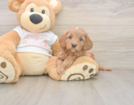 6 week old Cavapoo Puppy For Sale - Simply Southern Pups 6 week old Cavapoo Puppy For Sale - Simply Southern Pups
