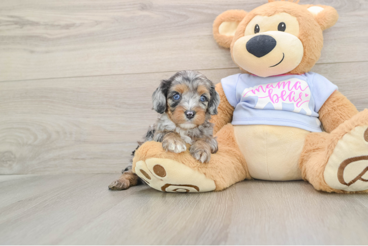 Cavapoo Pup Being Cute