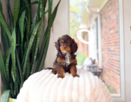 11 week old Cavapoo Puppy For Sale - Simply Southern Pups