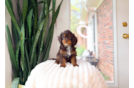 Cute Cavapoo Poodle Mix Pup