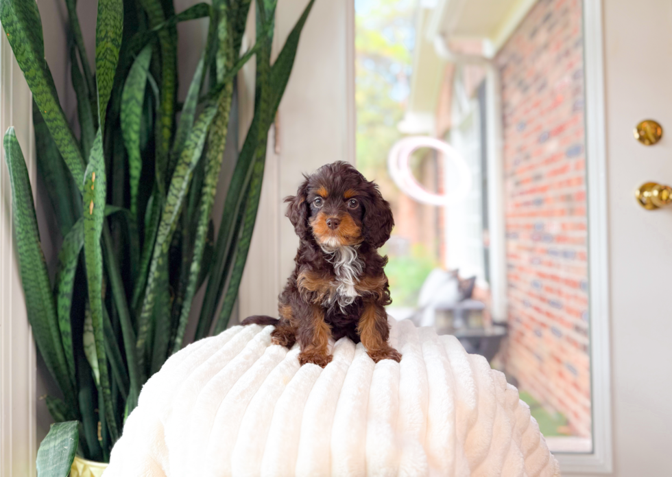 Cute Cavapoo Poodle Mix Pup