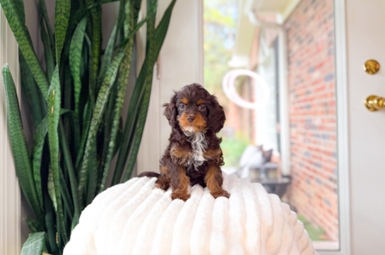 Cute Cavapoo Poodle Mix Pup
