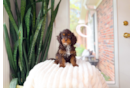 Cute Cavapoodle Poodle Mix Puppy