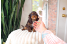 Cavapoo Puppy for Adoption