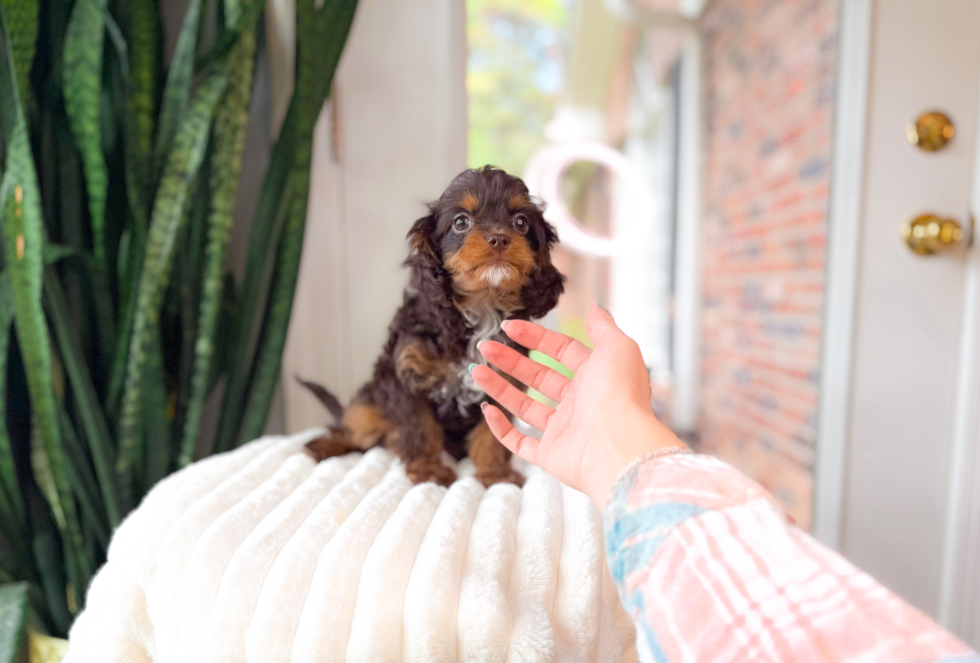 Cavapoo Puppy for Adoption