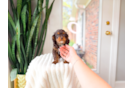 Cute Cavapoo Poodle Mix Pup