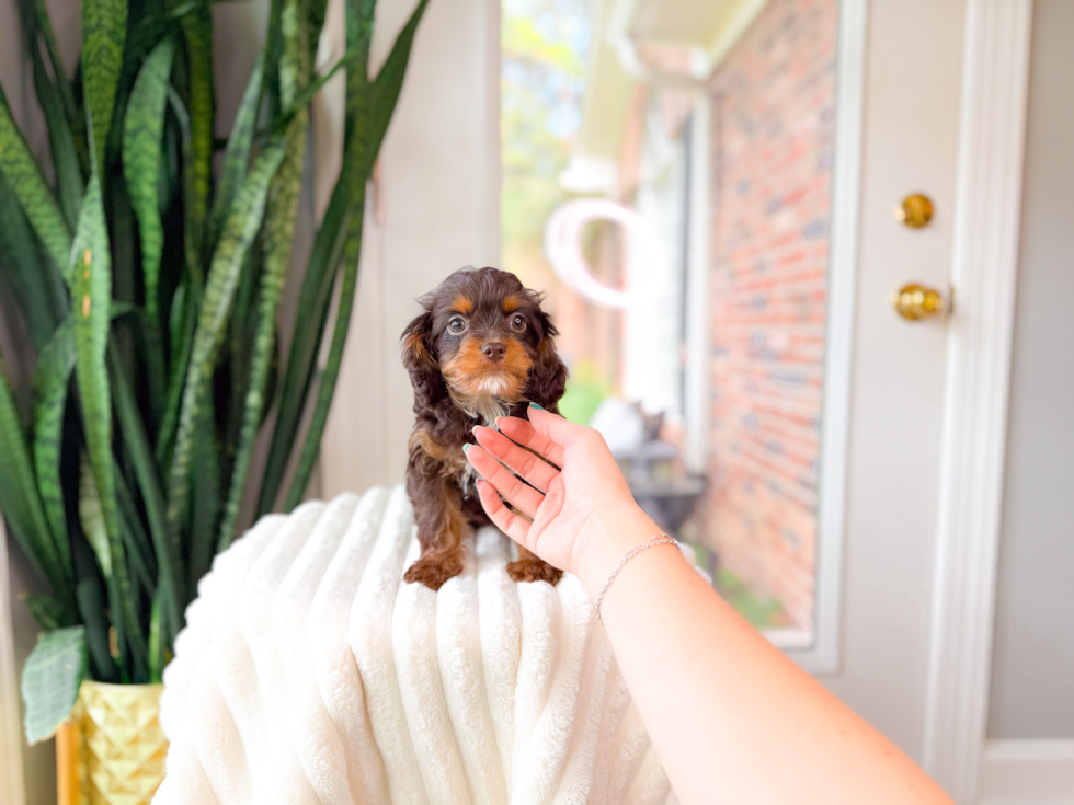 Cute Cavapoo Poodle Mix Pup