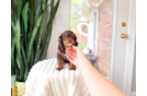 Cavapoo Pup Being Cute