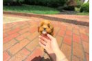 Cute Cavapoo Poodle Mix Pup