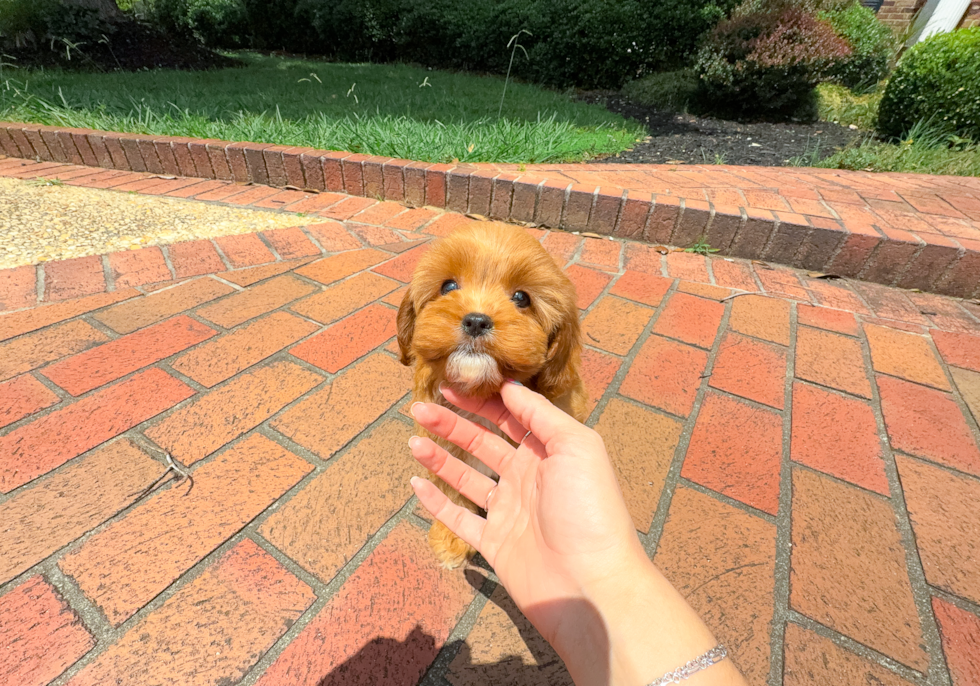 Cute Cavapoo Poodle Mix Pup