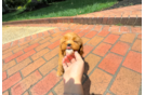 Best Cavapoo Baby